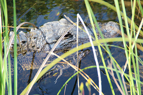An up close photo of a mother alligator and her hatchling.
