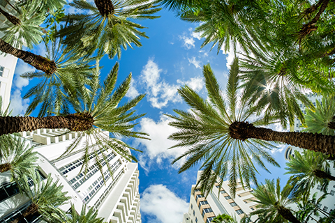 A stock photo of palm trees in the Brickell area of Miami, Florida.