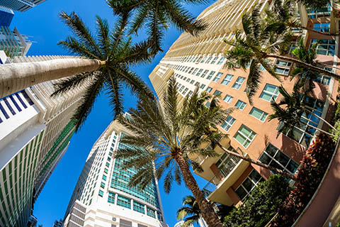 A stock photo of palm trees in the Brickell area of Miami, Florida.