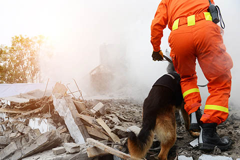 A stock photo of a fire rescue employee walking with a dog on a pile of rubble.