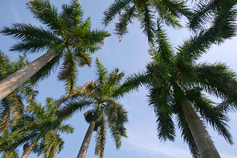 A photo of palm trees at the University of Miami Coral Gables campus.