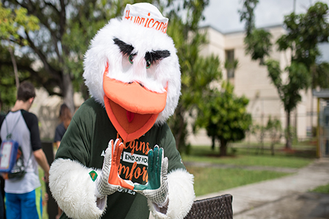 A photo of Sebastian the Ibis who is the University of Miami mascot.
