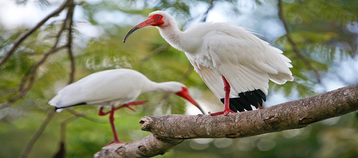 A stock photo of two Ibises which are the birds the University of Miami mascot resembles. 