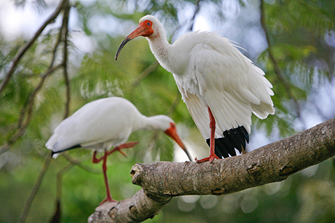 A stock photo of two Ibises which are the birds the University of Miami mascot resembles. 